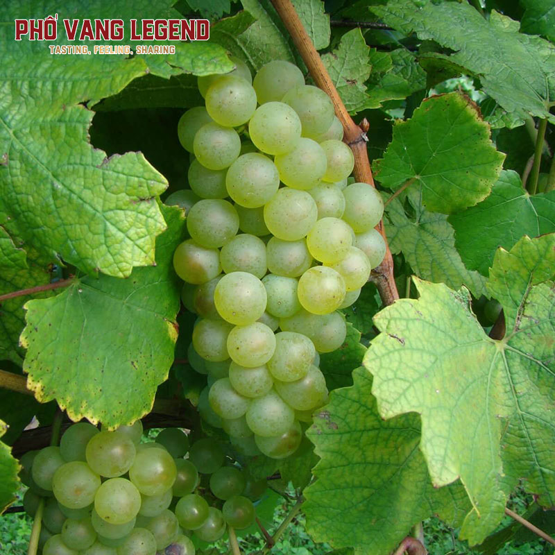 Giống nho Chardonnay