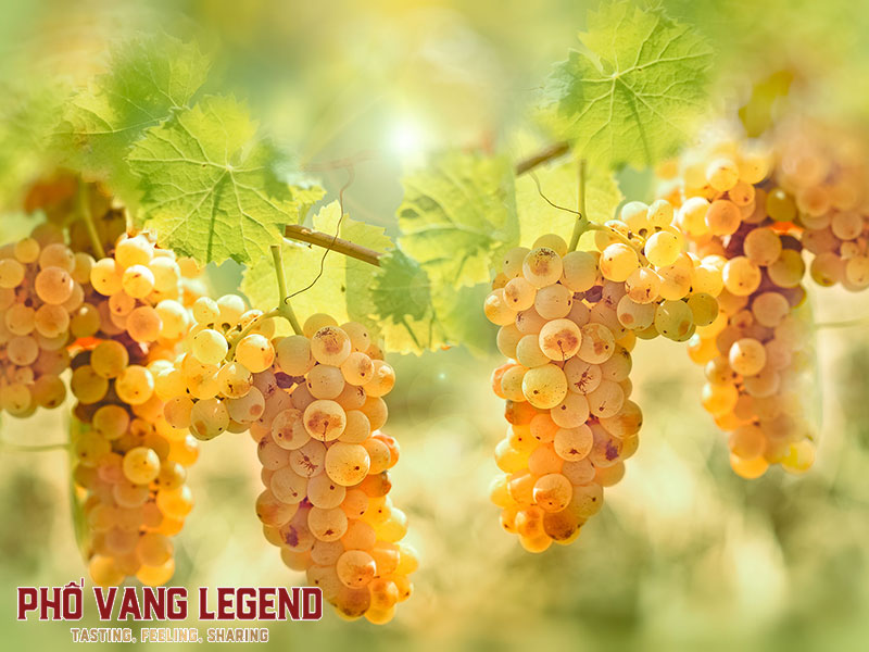 Ngày nho quốc tế Riesling 13/3 - #RieslingDay