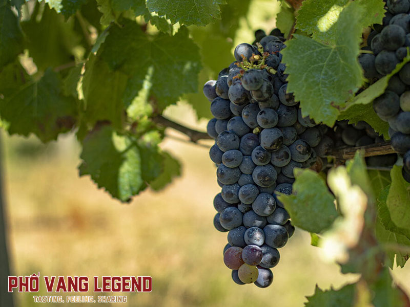 Ngày nho quốc tế Tannat 14/4 - #TannatDay