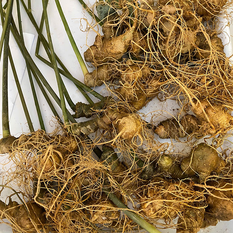 Củ Sâm Ngọc Linh